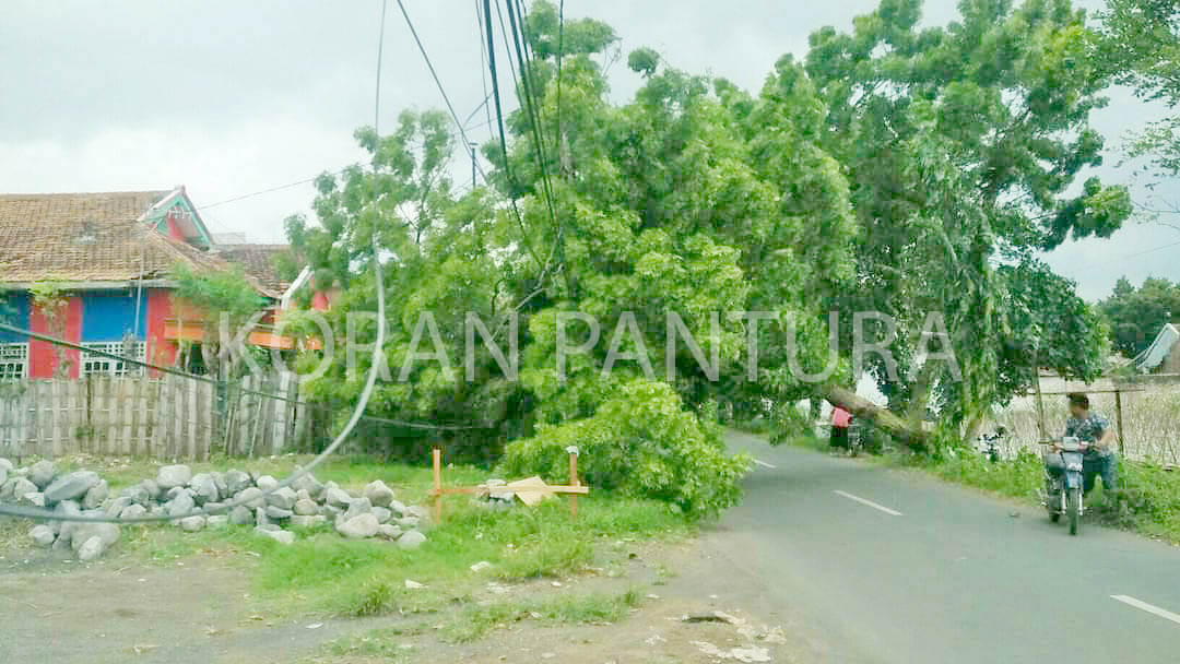 Diterpa Angin, Pohon Tumbang Ke Jalan - Koran Pantura